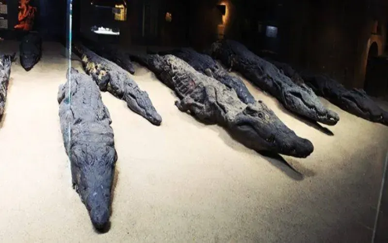 Sacred animal mummies Luxor — mummified cats, crocodiles and fish at the Mummification Museum